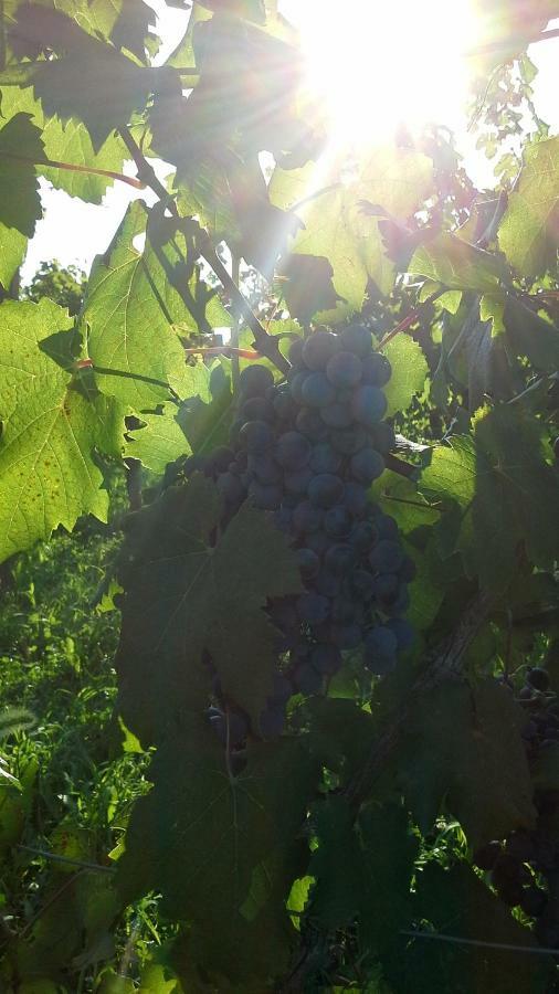 Agriturismo Le Giarine Fogliano Redipúglia Dış mekan fotoğraf